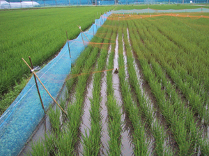 あいがもを水田で飼育する除草剤を使わない米づくり