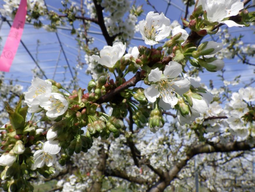 4月14日やまがた紅王