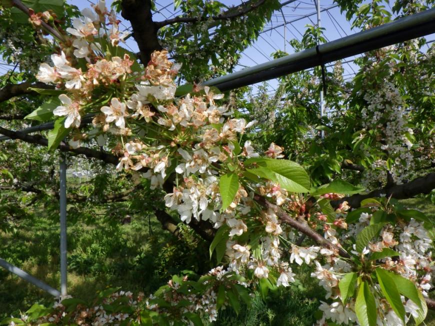4月24日やまがた紅王