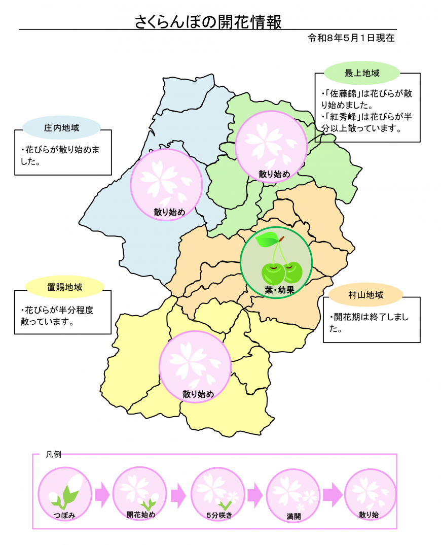 5月1日開花状況