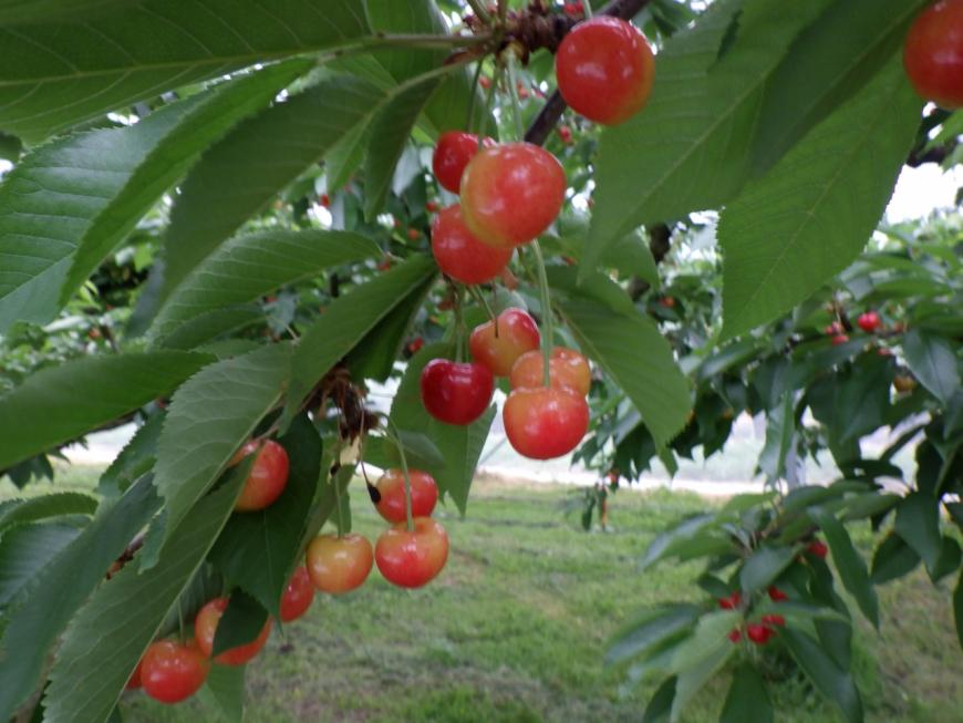 6月4日紅秀峰