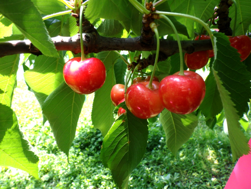 6月16日やまがた紅王