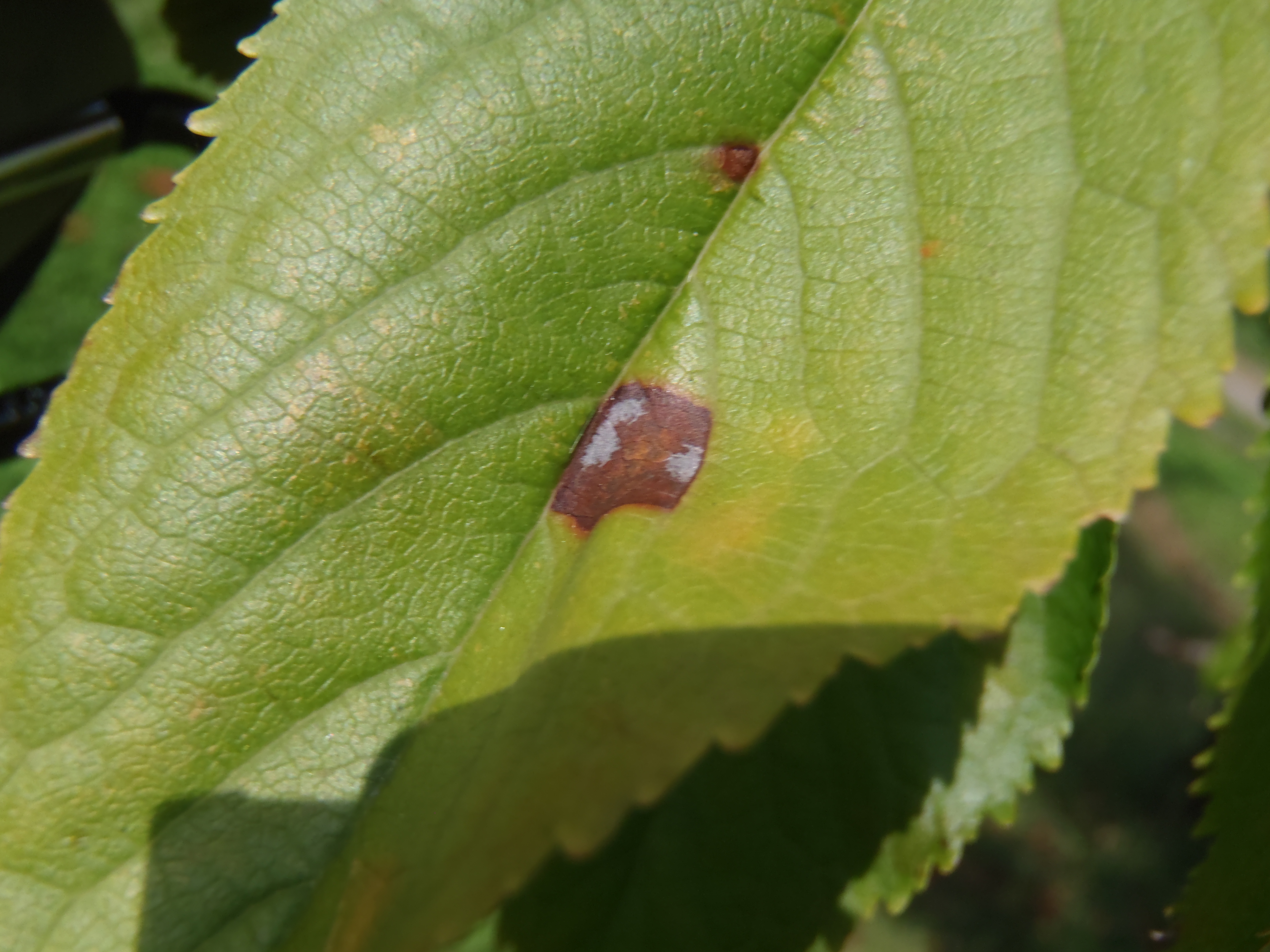 病害虫図鑑 - やまがたアグリネット：山形県農業情報サイト